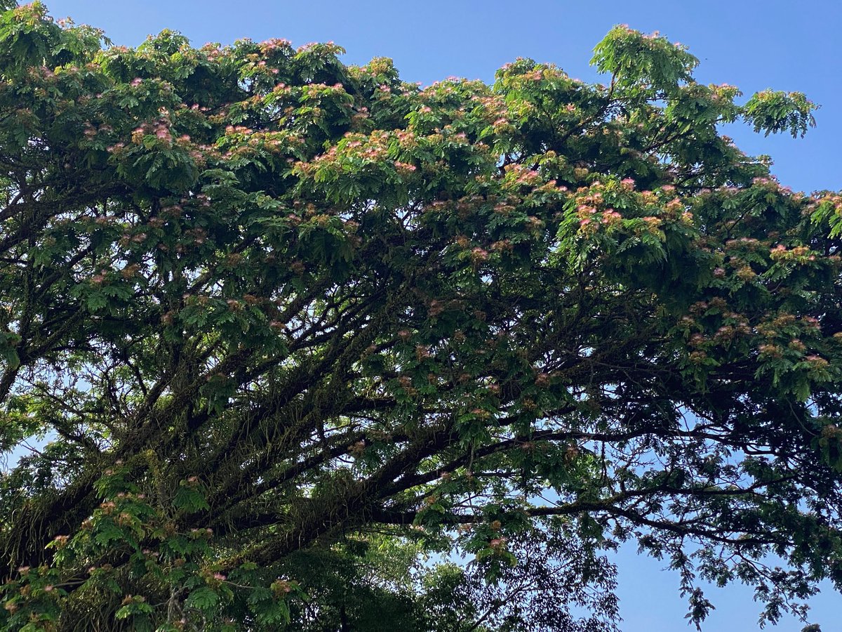 Irissence's tweet photo. I could literally sit for hours doing nothing but watching this blooming tree. https://t.co/M5Q4g6LaW9
