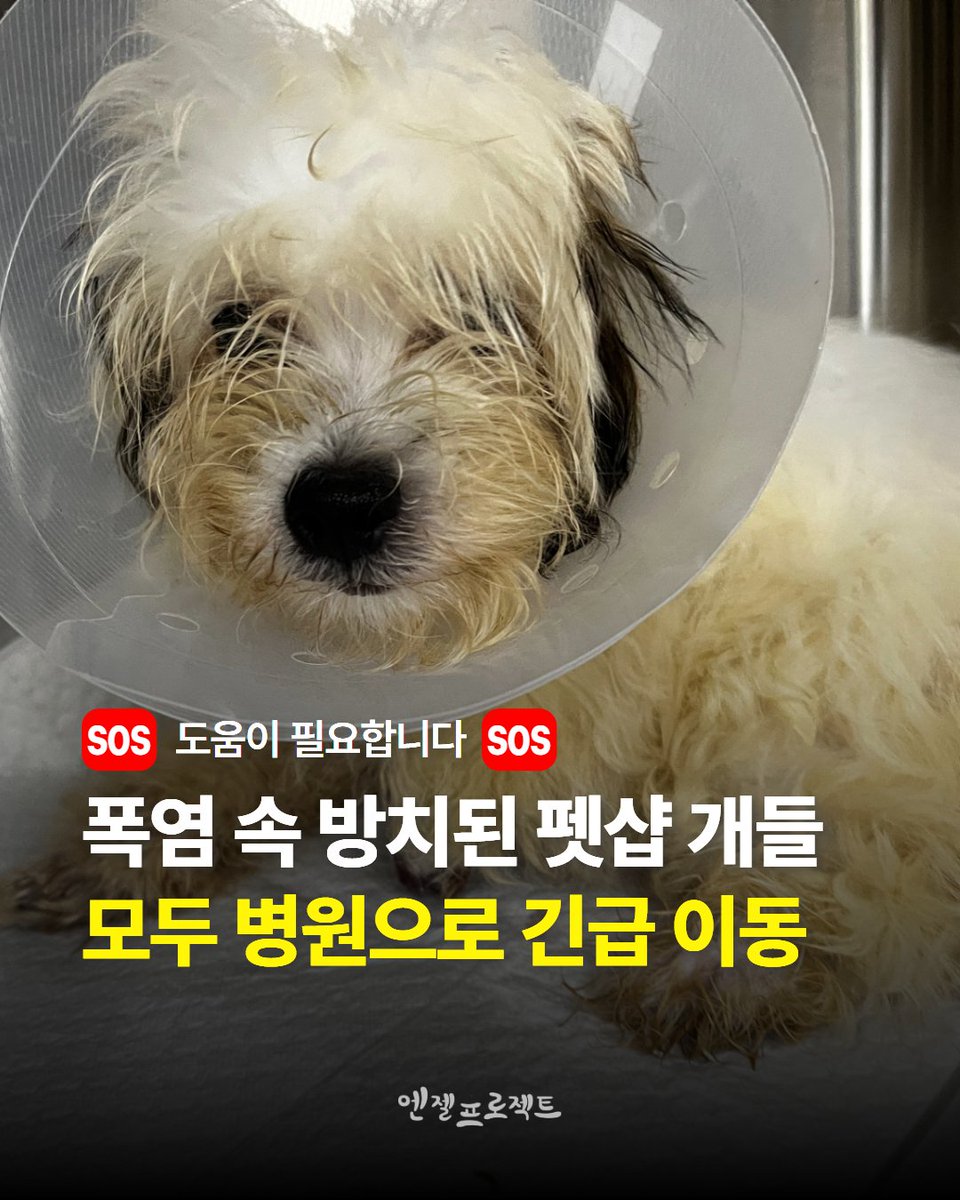 Hyeyounkim3's tweet photo. 펫숍 18아이는 강동구 한 펫숍에서
모두 구조되었습니다 

폭염속 폐업을 고려할만큼 손님이 없어서인지 주인은 문을 거의 닫은채
메모하나 붙이고 냉방도 하지 않은채
자리를 거의 종일 비웠고
폭염속 당시 39도에 육박하던 시기라

저희는 제보를 받고 가. 전원구조와
폐업이라는 큰 성과를 이루어냈습니다

30년간 장사를 그자리에서 해온곳

폐업까지 성공

근데 그 아이들이 전원 접종조차 되어
있지 않았고

치료중이던 한 1.7키로 푸들 아리는
구조이후 홍역을 진단받고 ㅠ 

결국 오늘 무지개 🌈 다리를 건너서 가버렸습니다

2개월도 안되는 판매할수 없는
3~4주령 아가들까지 줄줄이 나왔고

발이 썩어가던 아이도 나왔습니다 ㅠ

아직도 입원 치료를 이어가는 아이들이 있습니다. 

치료와 구조는 현실입니다

작은 도움도 감사합니다 

기업은행 사단법인 엔젤프로젝트 289 130456 04 018 기부금영수증 가능단체 입니다