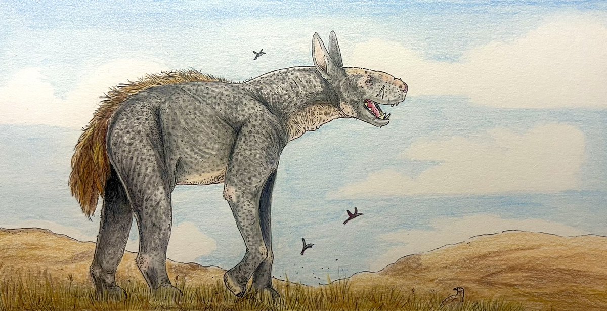 Thespeculator21's tweet photo. The Anchin is a large terrestrial mammalian predator, hunting the verity of megafauna found across the steppe on Eurasia. They are capable of giving chase for days as their long legs carry them to food.

#Speculativebiology #speculativeevolution #SpecEvo #speculativezoology https://t.co/dpgMztRQrn