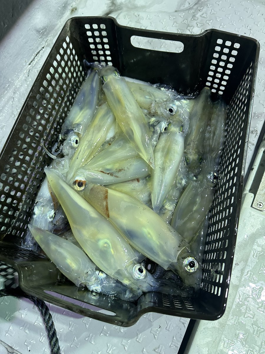 fishingman_mt's tweet photo. アカイカ52杯🦑
大満足！！ https://t.co/j6PRnc11gF
