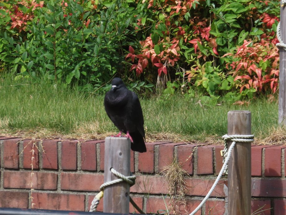 momoshima_jun's tweet photo. 小柄なカラスだなと通り過ぎようとしたらハトだった。
今まで見たことのない驚きの黒さ。 https://t.co/qEDm6ItOsI