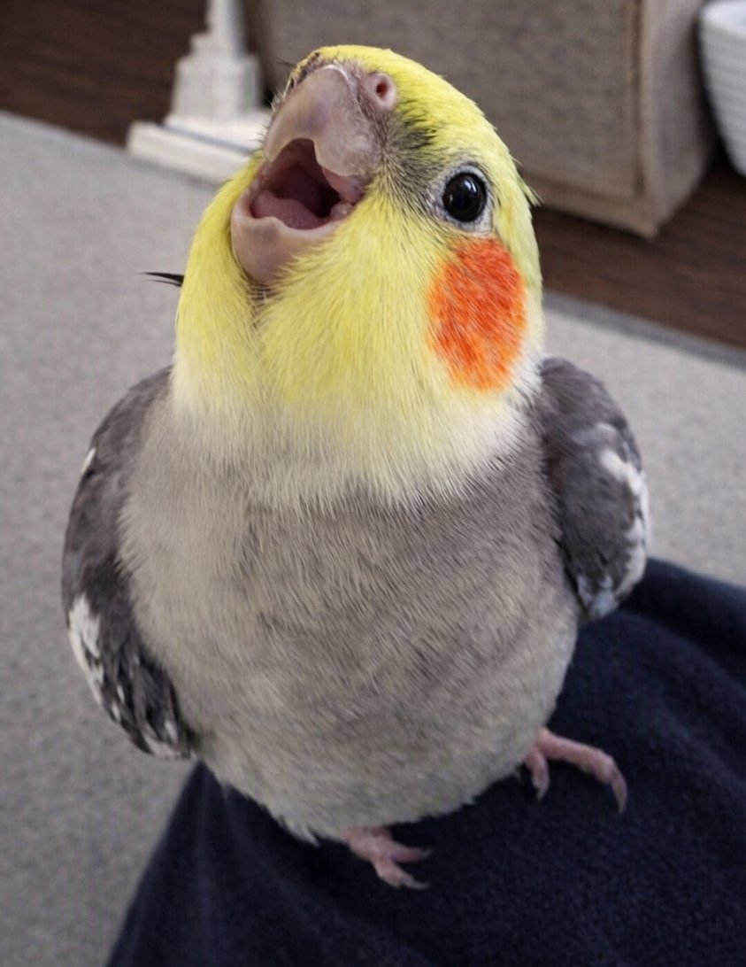 kohaito7915's tweet photo. 皆様お願いがあります！！皆様のインコちゃんの口を開けた「ん��ーーー！！！」顔を見せてくれませんか？？癒されたいです！！ https://t.co/91wkUO9GGQ