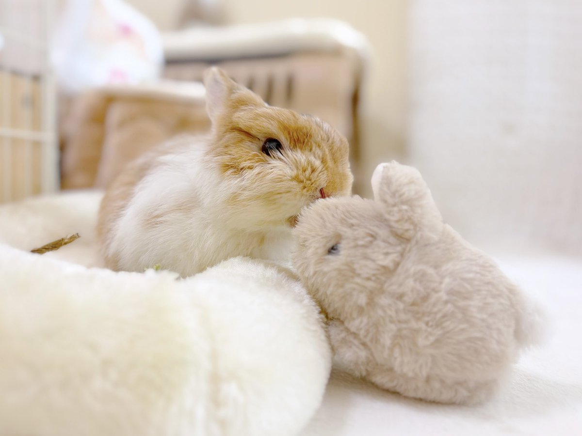cocomi(ここみ) ❀ུ͏ * mofu mofu usagi* (@coco_mirumiru) / Posts / X