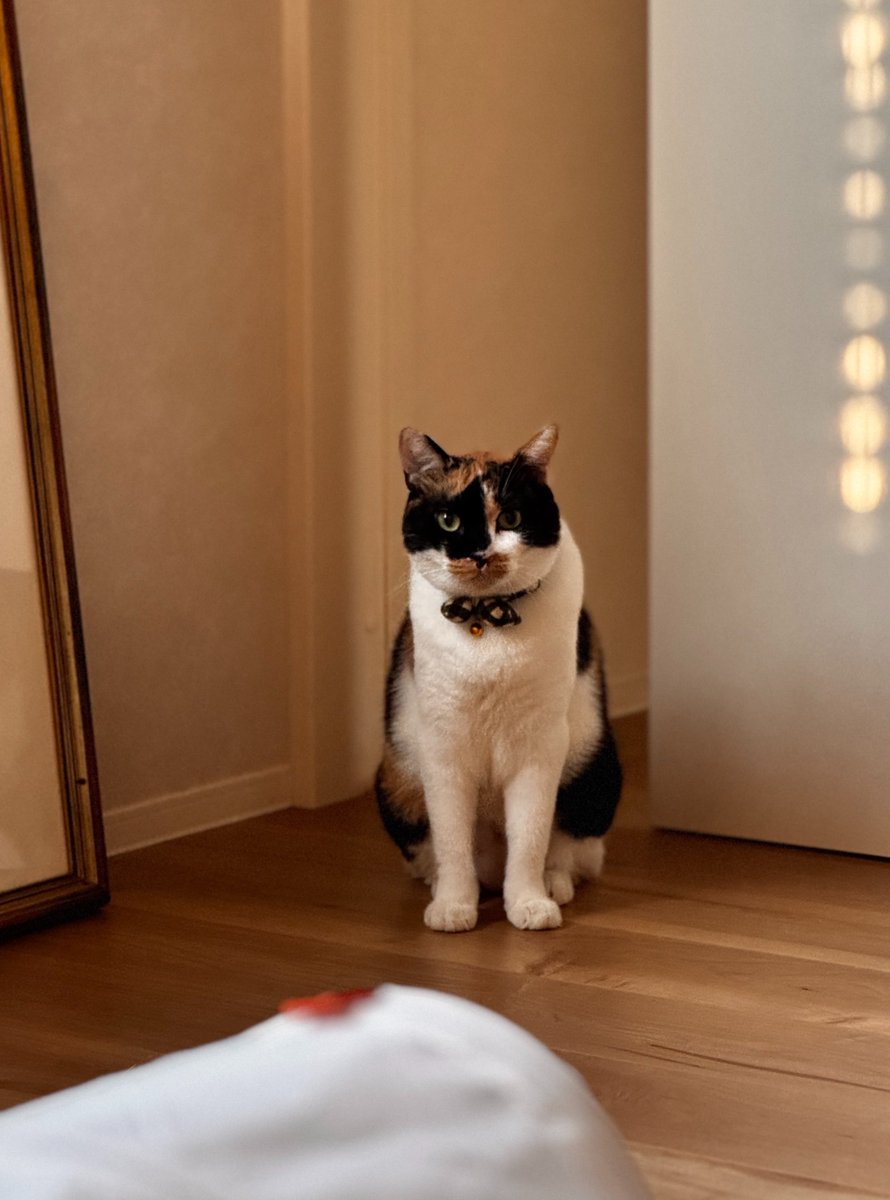 mieeechang's tweet photo. 休日は、いつもより早く起こしてくれて
ありがとうございます😇

#猫のいる幸せ #猫のいる暮らし
#猫好きさんと繋がりたい #三毛猫 https://t.co/qKwXEAHpd4
