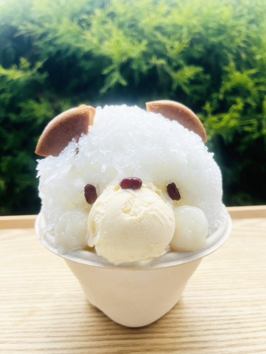 SG_service_kyo's tweet photo. 中央休憩所 #SASAYAIORI+新宿御苑は、1716年創業老舗和菓子店 #笹屋伊織 が手掛ける #カフェ です🍵
園内散策の合間に『くまさんのみるく氷』で、ほっこりクールダウンはいかがですか🍧
優しい甘さのみるく蜜に胡麻のお饅頭やバニラアイス、白玉を添えたくまさんです🐻
#新宿御苑 #おやつ #かき氷 https://t.co/Pc17Cw8fPH