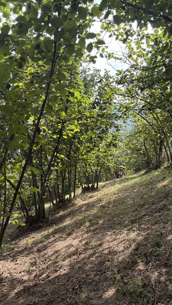 haliill54's tweet photo. Acilen yapay zeka bu işi ele geçirsin https://t.co/p38pGI5qBs
