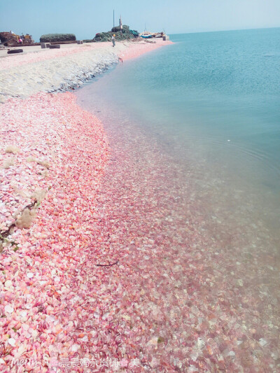 Hamza889900's tweet photo. [Today’s win: teaching my 5-year-old to count colorful seashells ! They laughed so hard when I said “one shell… two shells… THREE extra wiggly crabs!” Best #MomentsWithKids ever.]， https://t.co/gS9Nd3Amg6