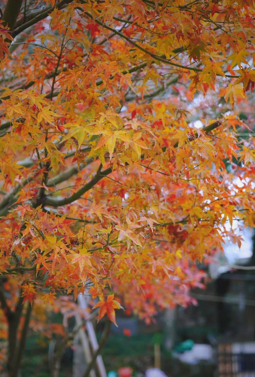 michael62824228's tweet photo. Sunny autumn afternoon, iced coffee and falling maple leaves  Perfect little break! https://t.co/aMUUbpP4wb
