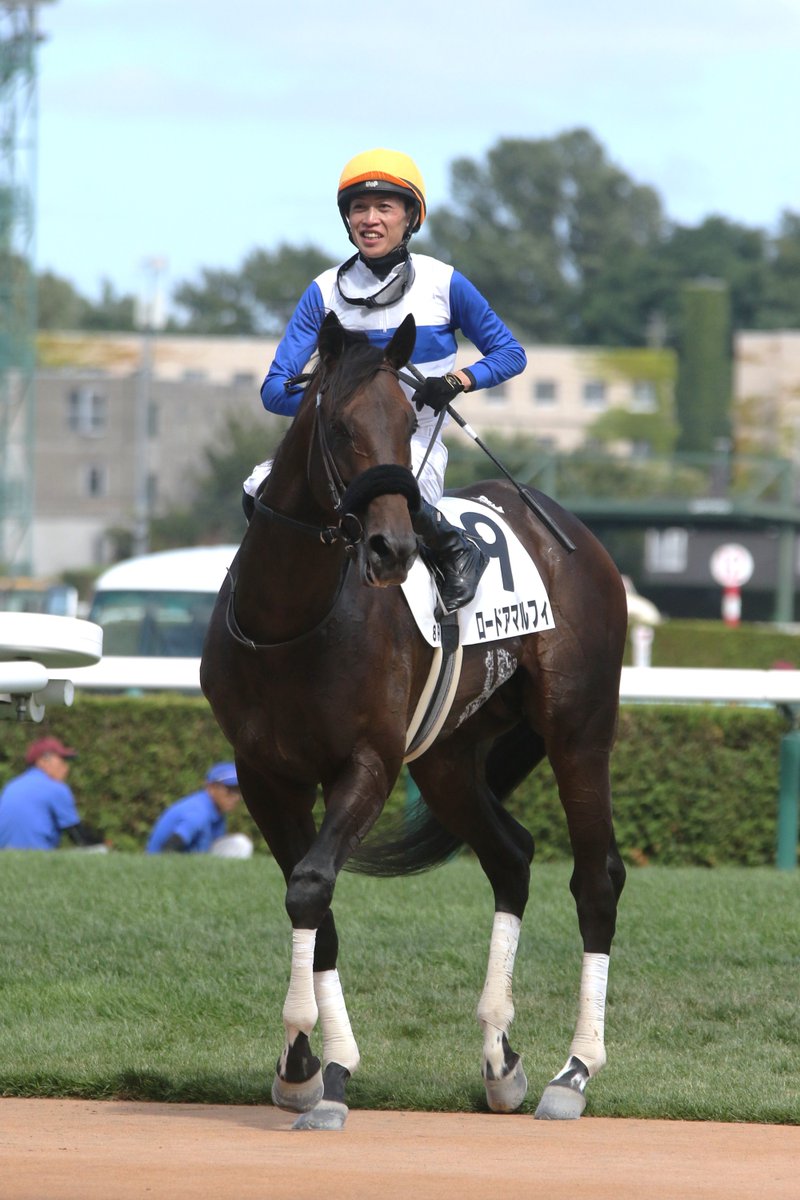 dokeiba's tweet photo. 【石川騎手がJRAで勝利🏇】
札幌8R3歳上1勝クラス(ダ1,700ｍ)は⑨#ロードアマルフィ（牡3＝栗東・中村直也厩舎、父ルヴァンスレーヴ、ケイアイF＝新ひだか町生産）が勝利。
鞍上 #石川倭 騎手は、JRAでは25年すずらん賞(ビッグカレンルーフ)以来の6勝目を挙げました！
#ホッカイドウ競馬 https://t.co/ixo3AOpguu