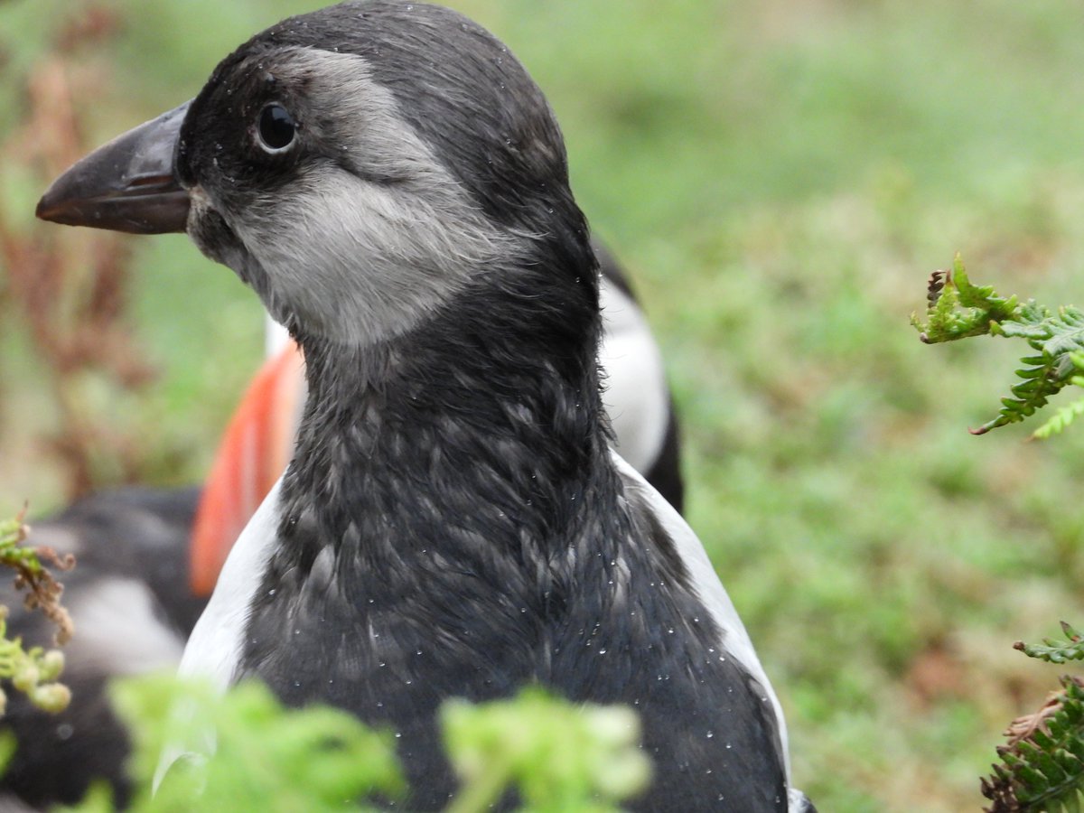 alanrevel's tweet photo. Baby puffin
A puffling emerging from it's burrow on Skomer.
#puffin #puffling #wales #skomer #birds #wildlife #birdphotographer #pembrokeshire https://t.co/UZyAxxmjrQ