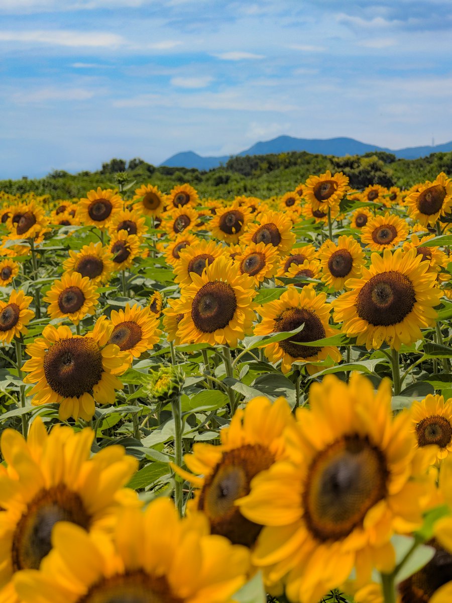 cai_ring222's tweet photo. 座間ひまわりまつり🌻
今年は咲き揃ってないエリアが多く､開花がゆったり､､､四ツ谷会場で咲くオレンジ色のビンセントという品種は満開✨
今年も鮎の塩焼きをかぶりついてきました🤤 https://t.co/Pm2Yc8Mr7o