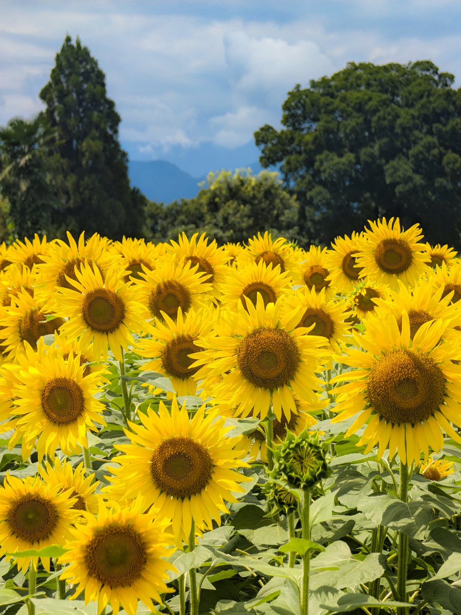 cai_ring222's tweet photo. 座間ひまわりまつり🌻
今年は咲き揃ってないエリアが多く､開花がゆったり､､､四ツ谷会場で咲くオレンジ色のビンセントという品種は満開✨
今年も鮎の塩焼きをかぶりついてきました🤤 https://t.co/Pm2Yc8Mr7o