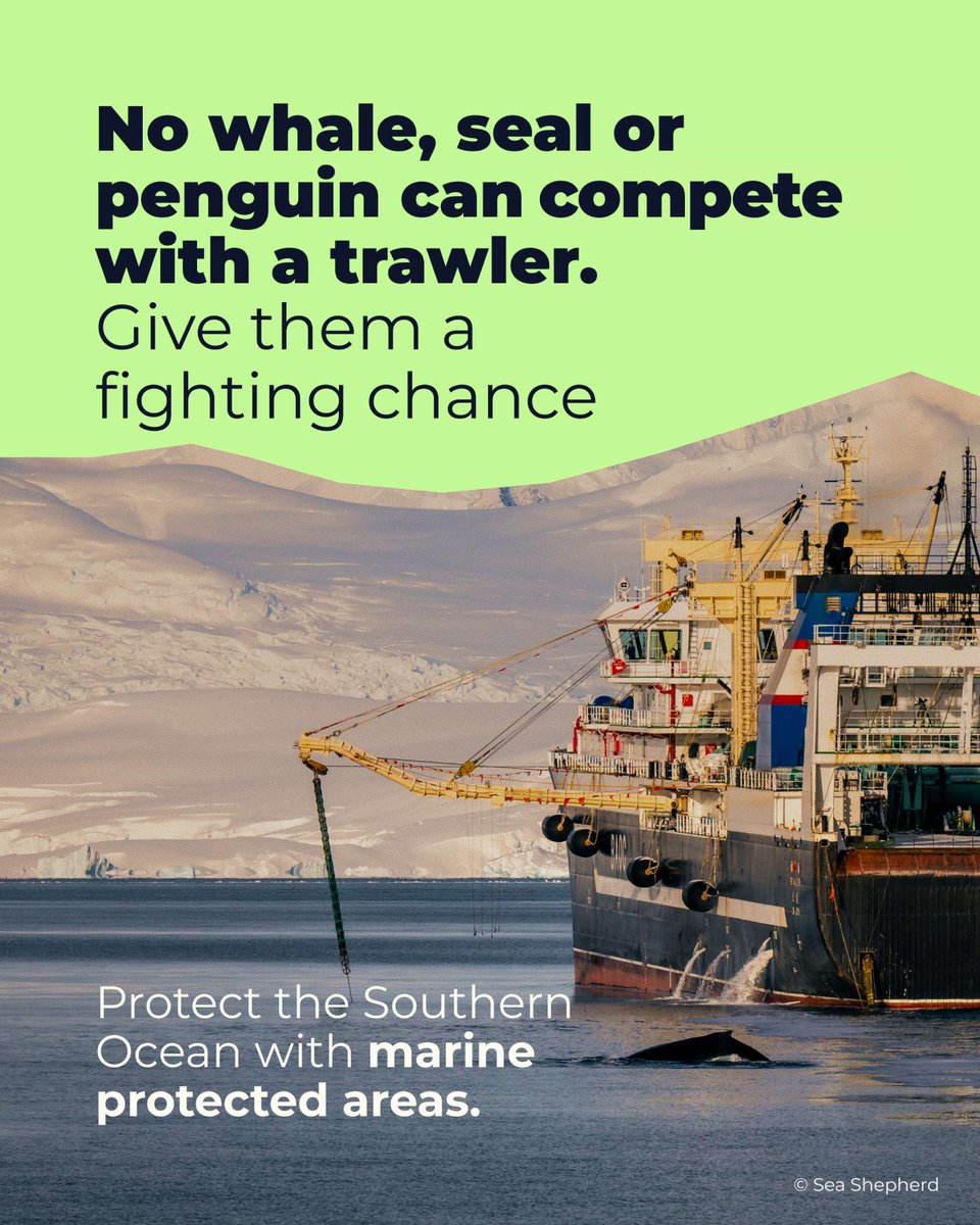 AntarcticaSouth's tweet photo. The Antarctic krill fishery is catching more, not because there are more krill, but because key safeguards expired in 2024. Vessels can now concentrate fishing in ecologically sensitive areas where penguins, whales &amp; seals depend on krill.
https://t.co/OqnCYaYBRF https://t.co/p5Ot6FuIMS