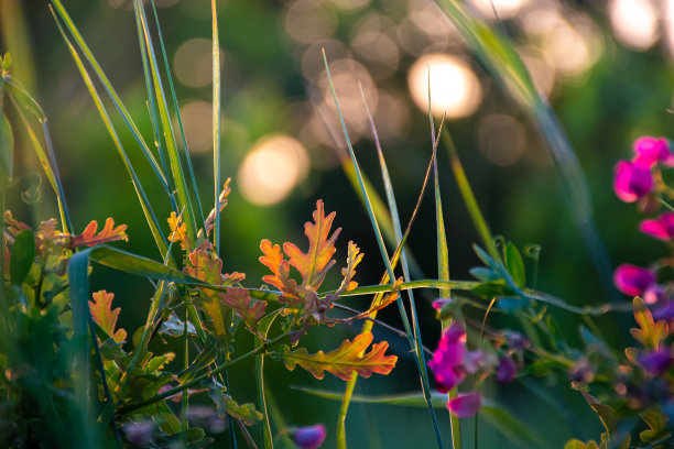 CTerry12342's tweet photo. New to photography Start with mastering natural light—shoot during golden hour (1hr after sunrise/before sunset) for warm, soft vibes, no fancy gear needed! https://t.co/u5hbX54Cza