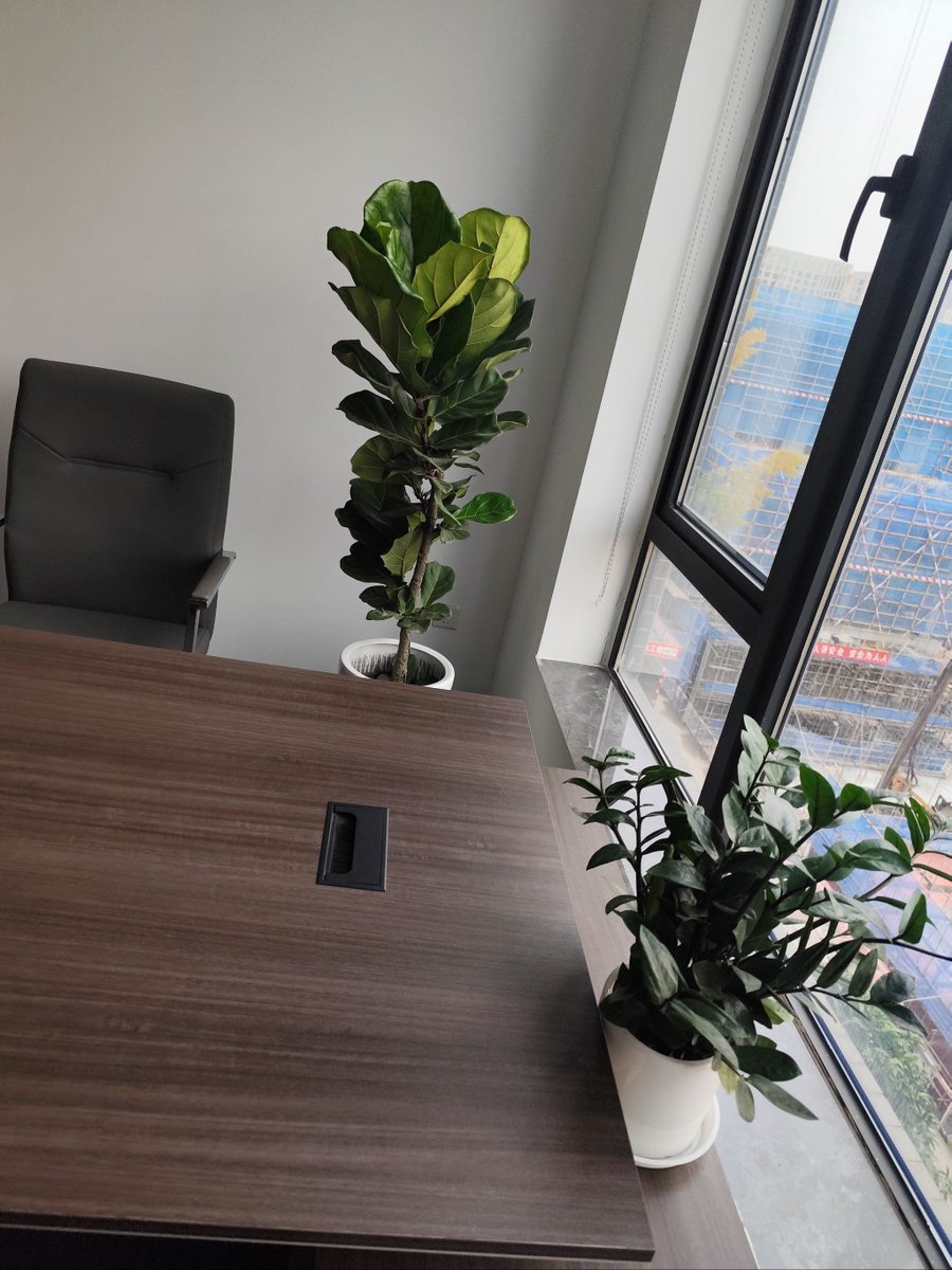 fonseca0491's tweet photo. Just caught my desk plant pretending to do work—its leaves are perfectly aligned like it’s in a meeting. Spoiler: it still hasn’t grown a new leaf all week. #OfficeChaos https://t.co/3MYkeoNDAR