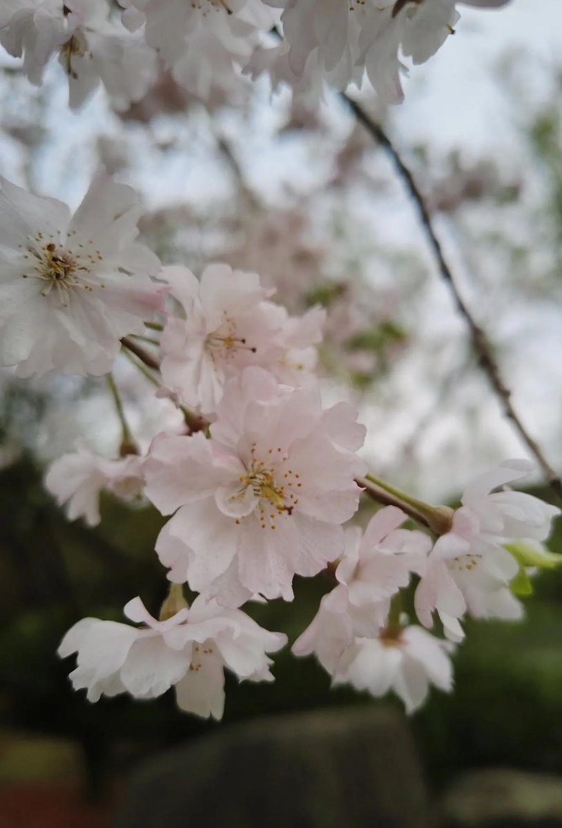 vazquezale10's tweet photo. Just had a 10-minute walk under the cherry blossoms—my stress levels dropped so fast, nature really is the best reset button https://t.co/KIXMTezoCR