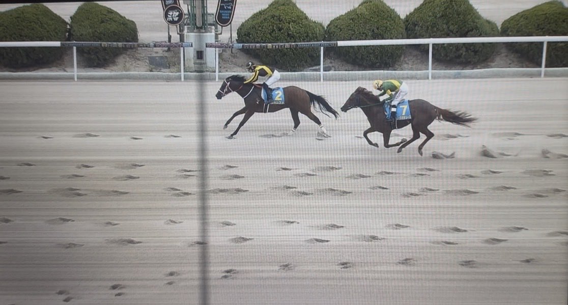 mileyy71d's tweet photo. ヨカムスメ🐎デビュー戦1位おめでとう🎊✨
リードを保って、👑1位👑かっこよかった🐎
佐賀競馬いきたかった😭
中央に来てくれますように🙏✨
これからも応援しています！
真島さん、これからもヨカムスメをお願いします！

#tsuriyokach 
#釣りよかでしょう
#佐賀よかでしょう
#ヨカムスメ
#佐賀競馬 https://t.co/pVM8hJ3NFe
