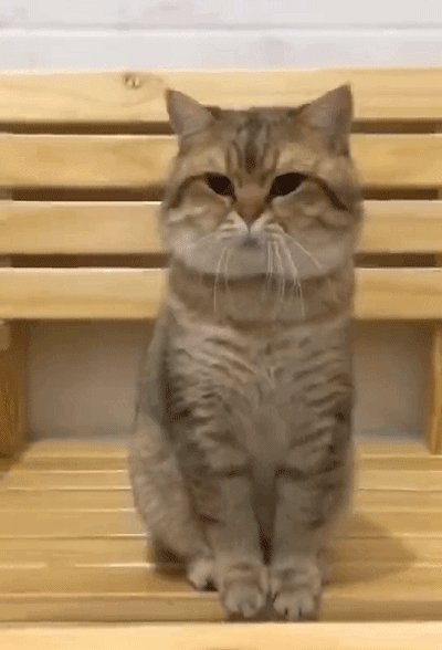 Sumit53225806's tweet photo. [Just caught myself smiling at old cat pics in the middle of a hectic workday—small wins hit different ]， https://t.co/ZqzUgf7H4M
