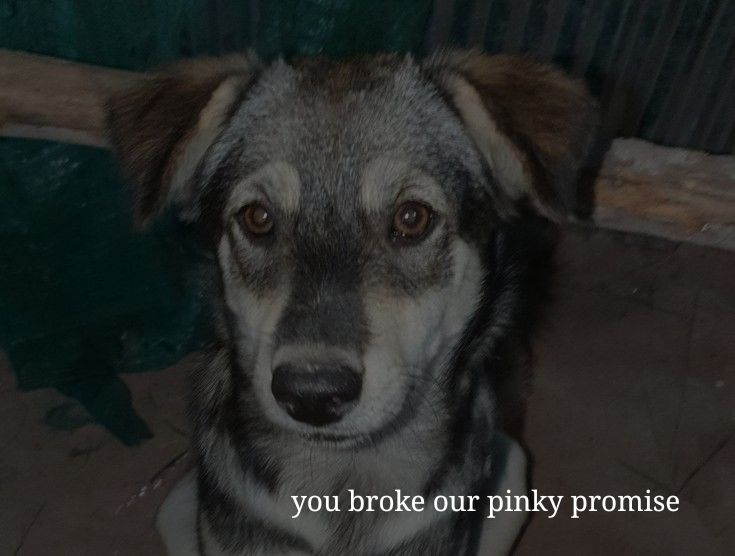 DoggyPosting's tweet photo. https://t.co/gvKIYFEMLC