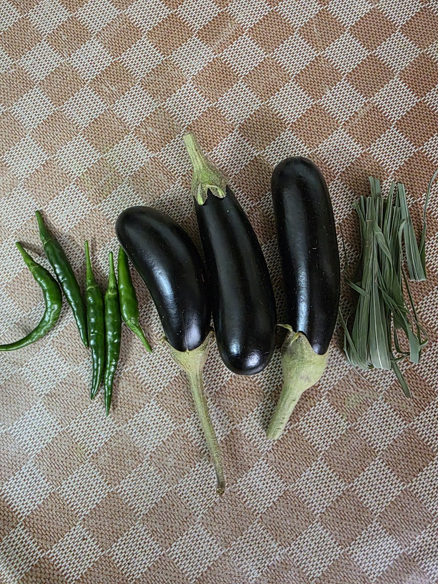 PaniPuriMeow's tweet photo. Ghar ki kheti continues!!  More chillies growing, but mom says we wait till they turn red 🌶️ https://t.co/p7rI3eIFwl
