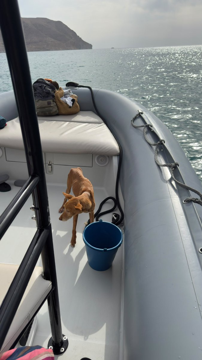 NuevaVidaAdop's tweet photo. #madrid 
BERGATIN abandonado en una cala remota
Un barco lo vió y lo salvó de morir de inanición
Tiene 7 años y pesa 8 kg 
NECESITA #adopcionresponsable 
Se entrega chipado,vacunado,desparasitado y CON compromiso de castracion 
CONTACTO 📩facenuevavida@gmail.com 
#adopta #ayuda https://t.co/W0D8dxVj8D