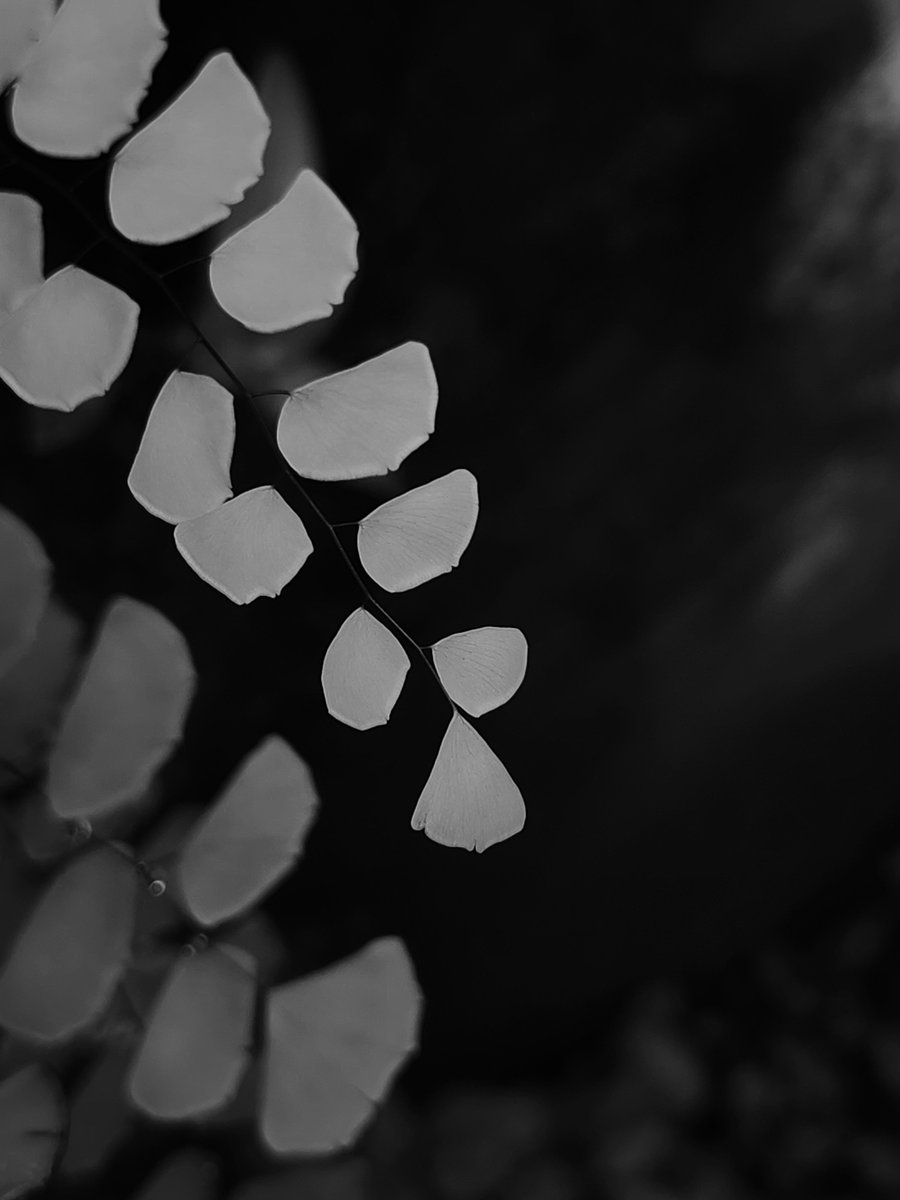 iamsansun's tweet photo. Daily Dose of Monochrome 🖤🤍

#ShotOnSnapdragon @Snapdragon_IN @Snapdragon #mobilephotography #noEdits https://t.co/IuwyRw4ZmR