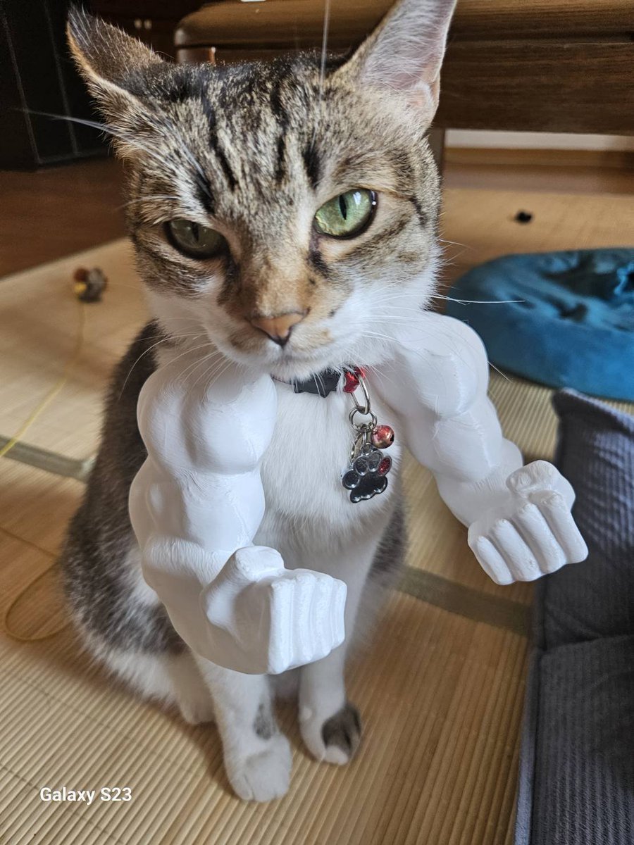 Mico_Umofuton's tweet photo. 母親からおくられてきたマッチョ猫 https://t.co/Jeor8N1bAt