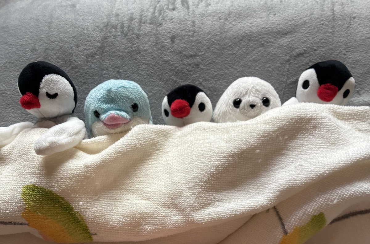 ma_maa__'s tweet photo. 実家帰って少し目を離してる隙に、お布団を奪われてた https://t.co/DvyzQOhsVn
