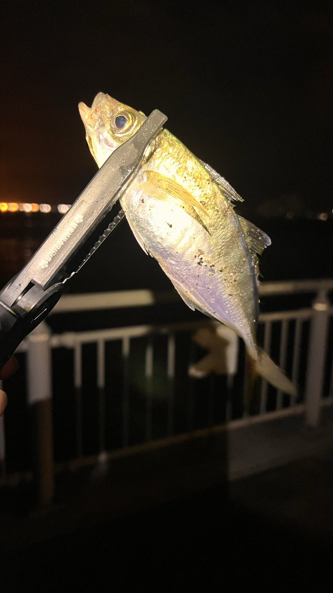 VfC9nxGpSdaG2SW's tweet photo. 昨日の釣果
アジ22センチｘ１
カマス　×1
ガシラ　×1
もう8月はアジ釣れないと、思ってましたよー
#横浜アジング
#宵姫
#イービーズ https://t.co/772gdVQIHD