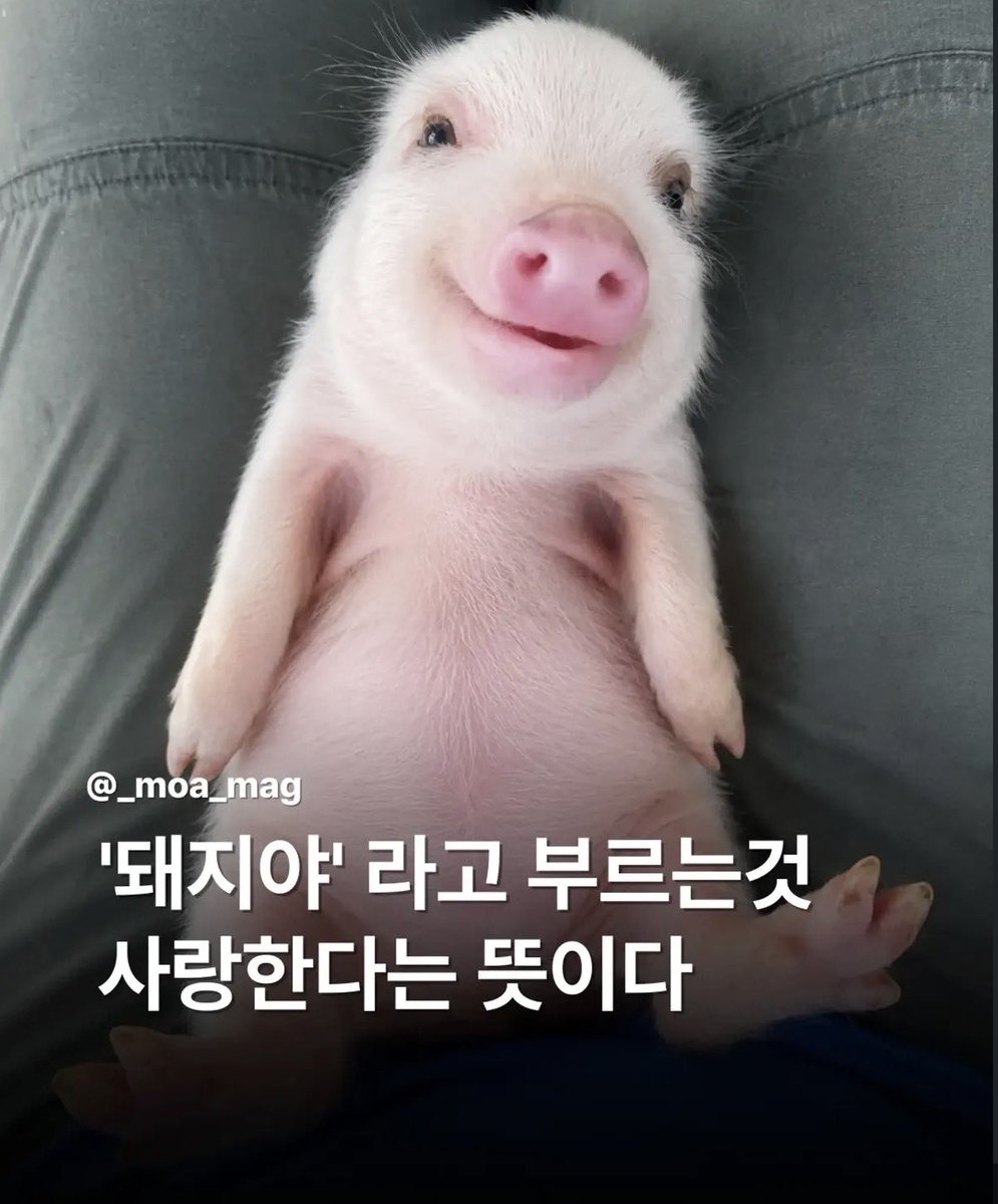 mongiioi's tweet photo. 저해명좀할게요대지같다는게
아기꿀때지같이엄청귀얍다는거구
내최애동물이아기대지고
진짜나한텐애정표현이라구
원래잘생겨야대지라고불릴수잇는거아시죠
내 꿀꾸리🐽
#POW #홍 https://t.co/EZRZlLhmW1