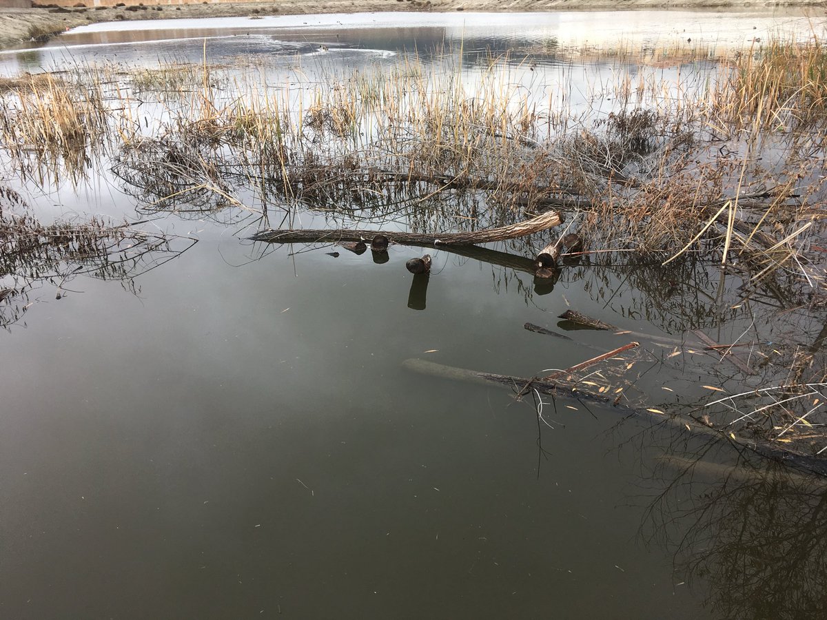 AmberDanFreeze's tweet photo. A cold winter afternoon at a Southern California water retention pond the local ducks settling among the dry reeds preserved as it looked in 2017.

There is a profound quiet in the dormant winter season, &amp; the simple satisfaction of pausing to witness nature resting in the chill. https://t.co/e7RpmaELmF