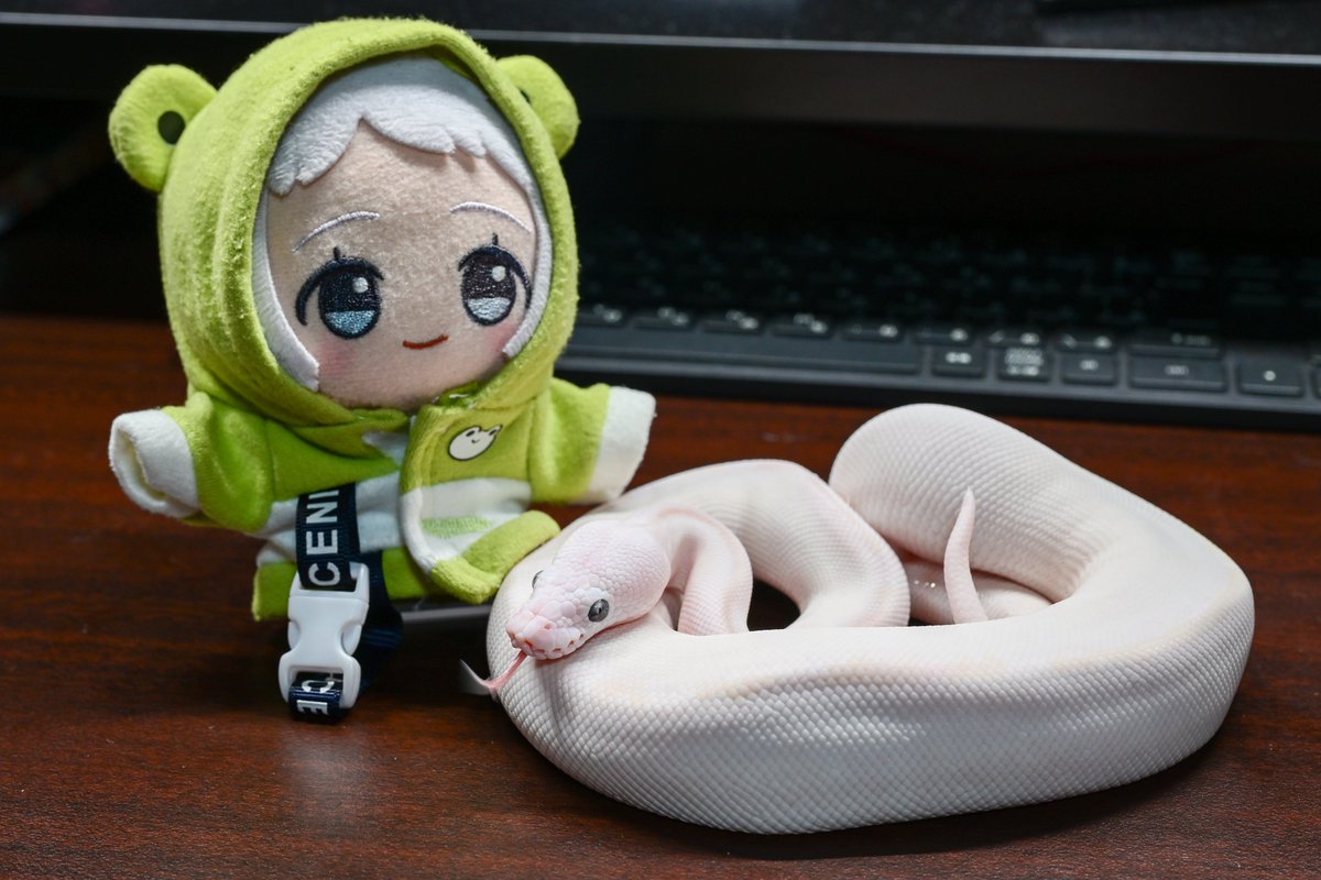 SummerGreen98's tweet photo. お迎えしてから4回目の脱皮したでよ🐍
舌チョロ🐍🐍🐍 https://t.co/seZ2a0DMkd