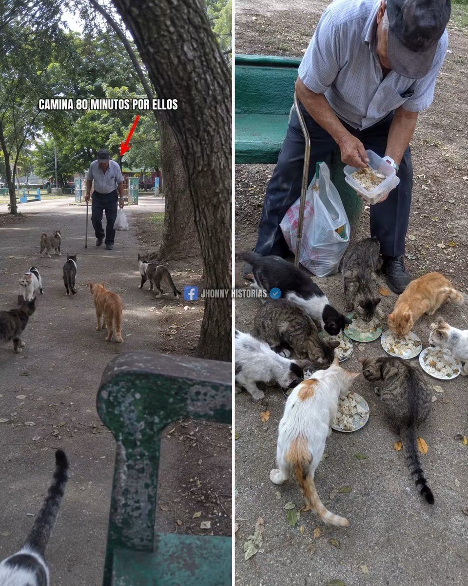 MarkoEscalanteN's tweet photo. Durante meses pensé que Don Aurelio iba al parque a hacer ejercicio. Después descubrí que caminaba 40 minutos de ida y otros 40 de regreso por unos gatos que ni siquiera viven en su casa.

Todas las mañanas sale con su bastón, una bolsa del mandado y un tupper. Cuando llega al parque empiezan a aparecer los gatos. Ya son como ocho y corren hacia él apenas lo reconocen. 🥺

Saca arroz, pollo y las sobras del día anterior y las reparte en platitos.

Lleva tres años haciendo exactamente lo mismo. Llueva o haga sol, camina hasta ese parque, los alimenta y luego vuelve con su bastón otros 40 minutos.

Un día le pregunté si su esposa sabía lo que hacía. Don Aurelio se rio.

Me contó que ella es quien cocina de más a propósito. Le dice que la comida “sobró”, pero él sabe perfectamente que prepara esa parte extra para que pueda llevársela a los gatos. ❤️

Don Aurelio empezó después de jubilarse. Decía que se sentía inútil en la casa hasta que un día vio un gato flaco en el parque y le compartió parte de su torta.

Al día siguiente había dos. Una semana después ya eran seis.

Hoy son alrededor de ocho y para ellos Don Aurelio dejó de ser un señor que atraviesa el parque con bastón: es la persona que aparece cada mañana con comida.

Su esposa le deja el tupper preparado desde la noche anterior junto a la bolsa. Él dice que esos gatos le dieron una razón para volver a levantarse temprano; ella nunca lo admite, pero cada noche vuelve a cocinar un poquito de más. 😭

#JhonnyHistorias #gatos #DonAurelio #amor