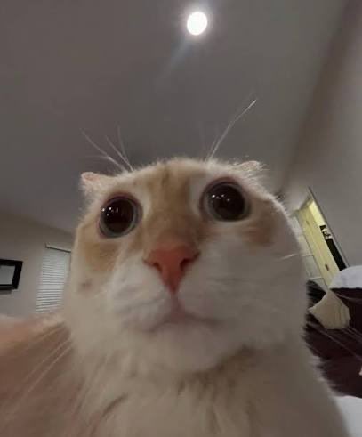 kakorrhaa's tweet photo. d-d-d-day EIGHTEEN of asking bibinomula to play overwatch with moiiiii
#pleaseplayoverwatchwithmemrnomoney #owtwt #overwatch #babynomoney #pleasesayyes https://t.co/etEu4baYlq
