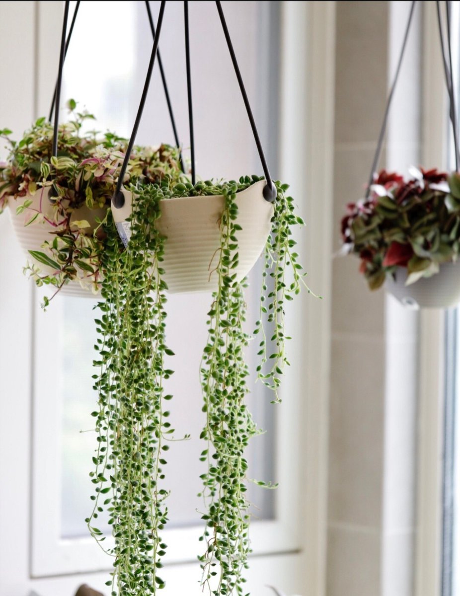 Stonecoldkillaj's tweet photo. Got my hands dirty making woven macramé plant hangers this weekend! Added tiny moon charms for a dreamy touch—home decor win ， https://t.co/aeUqLn1yKA