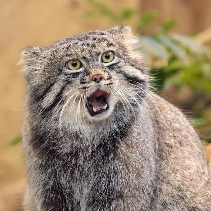 mariodiceque's tweet photo. Algo que agradecer a venir de la era pre IA (de hecho vengo de la era pre internet) es saber que estas fotos son reales y que el manul, o gato de Pallas, es un animal exageradamente expresivo y carismático https://t.co/1LHO0xzYdJ