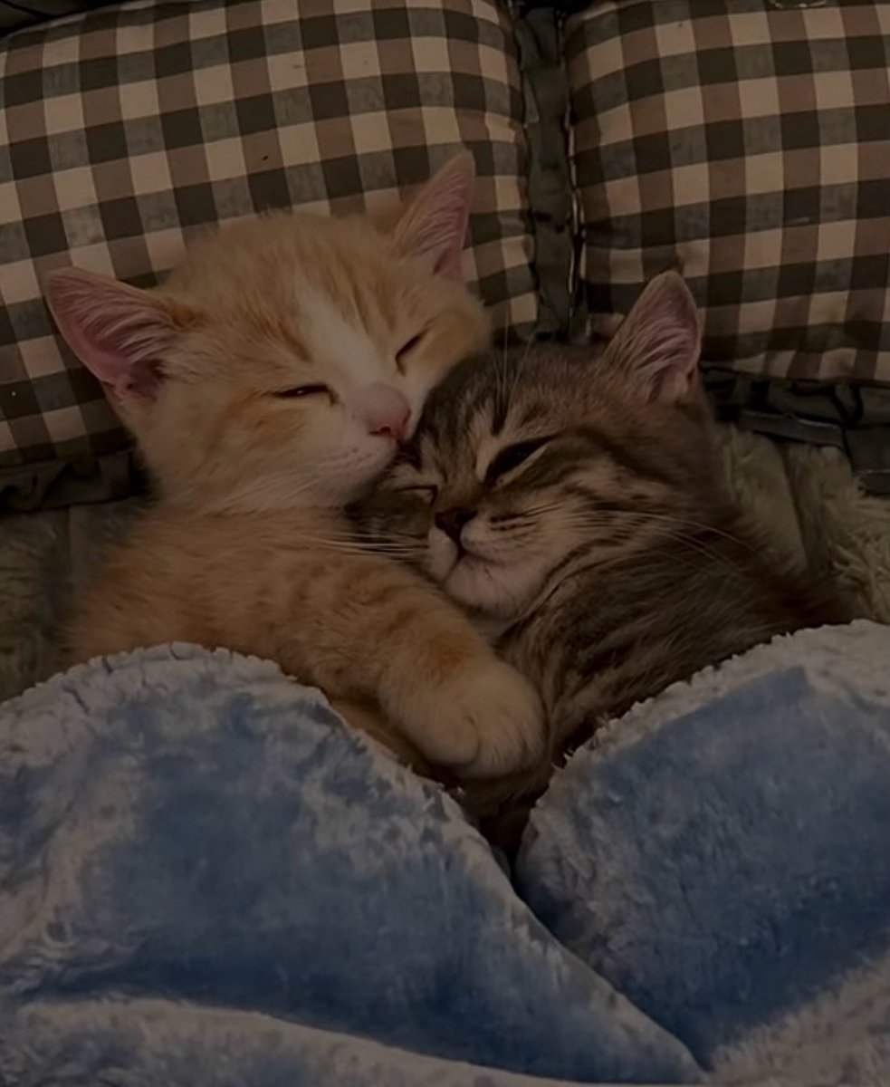 catsworldaura's tweet photo. https://t.co/nEOQRhZbeA