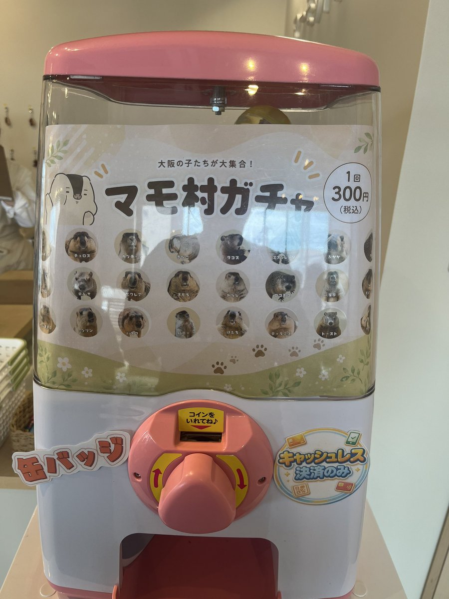 potemarumedaka's tweet photo. しーくれっと？😏
#マーモット村
#マーモット村大阪
#たまぁーもっと https://t.co/w06bNkTekH