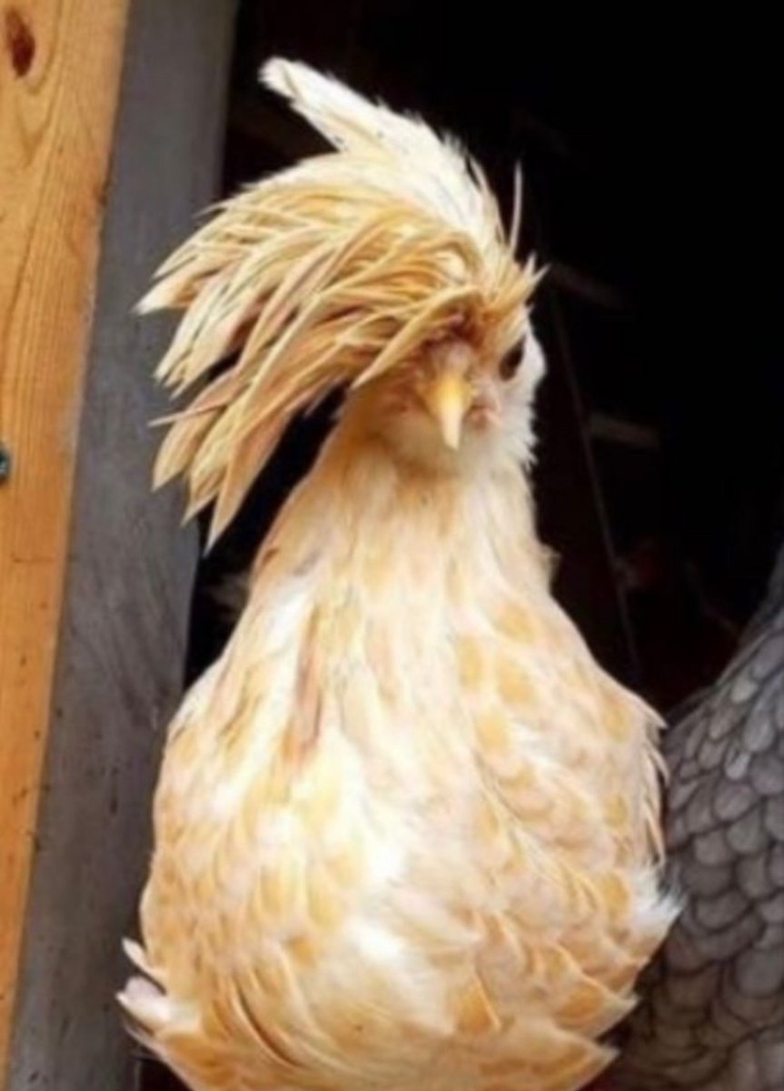 mollimonchhi's tweet photo. 🐔💛 https://t.co/ChImO99PXW