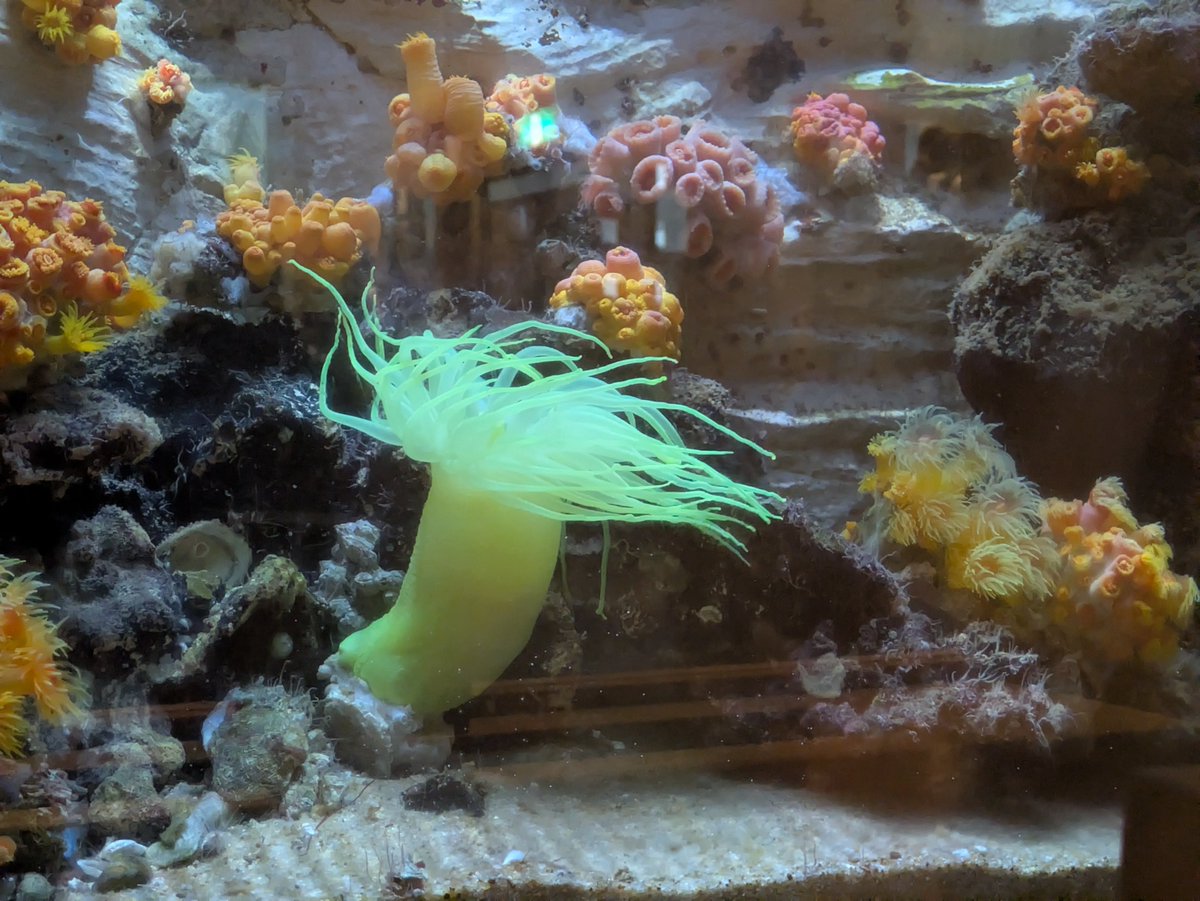 k_nocturne's tweet photo. 水族館〜 https://t.co/nPH8oaZ7iw