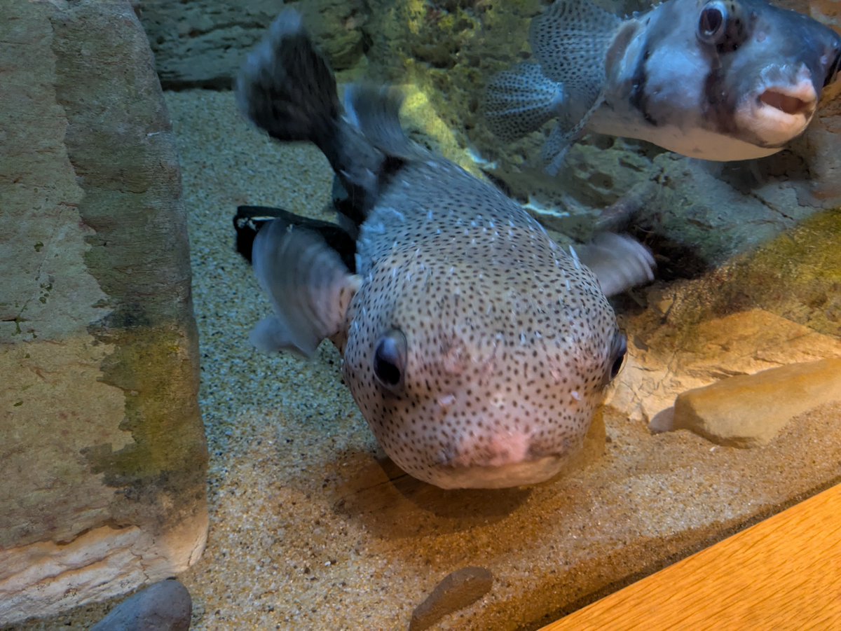 k_nocturne's tweet photo. 水族館〜 https://t.co/nPH8oaZ7iw