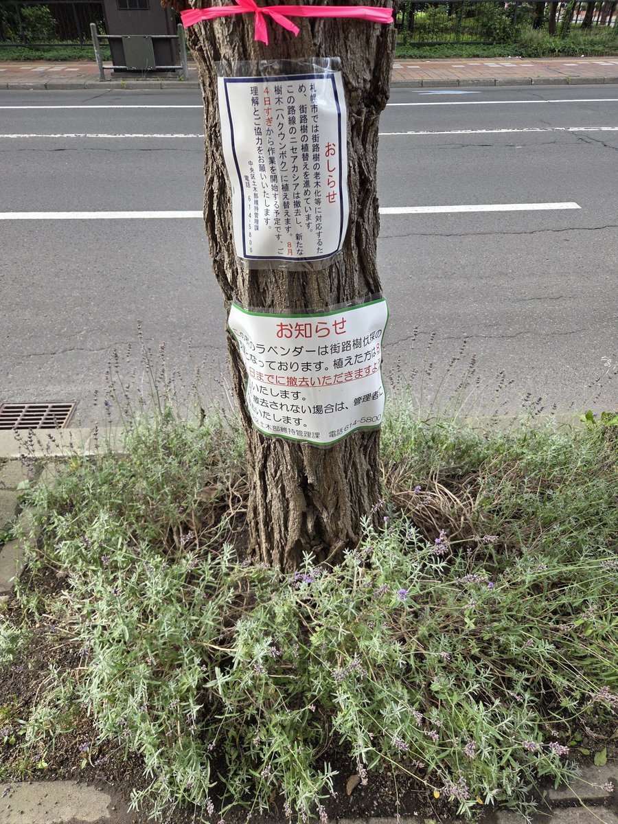 bijin2nd's tweet photo. 札幌、大通の赤レンガ庁舎近くに誰かが勝手に植えたらしいラベンダーがどうなったのか気になってる https://t.co/EWdiByU5Ux