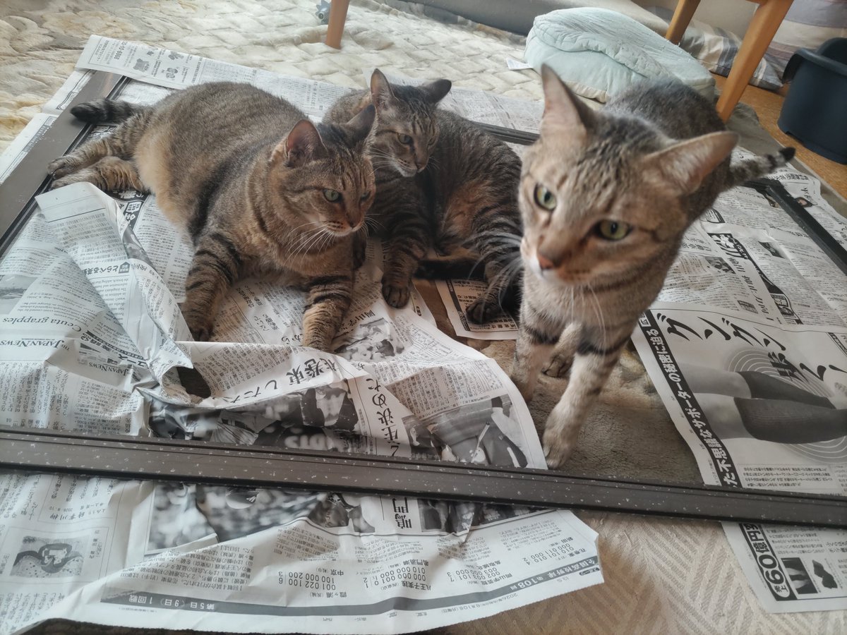 alminium13's tweet photo. 猫と同居するとはこういうことよなぁ https://t.co/IotDfNZVkR