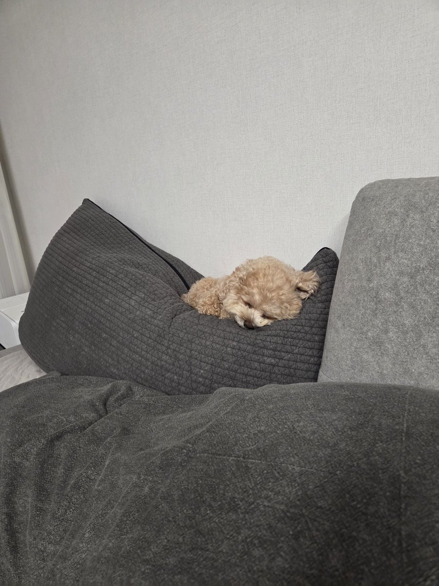 Dalkong21's tweet photo. 숨이 멎을것 같은 귀여움 https://t.co/e3wXyw31td