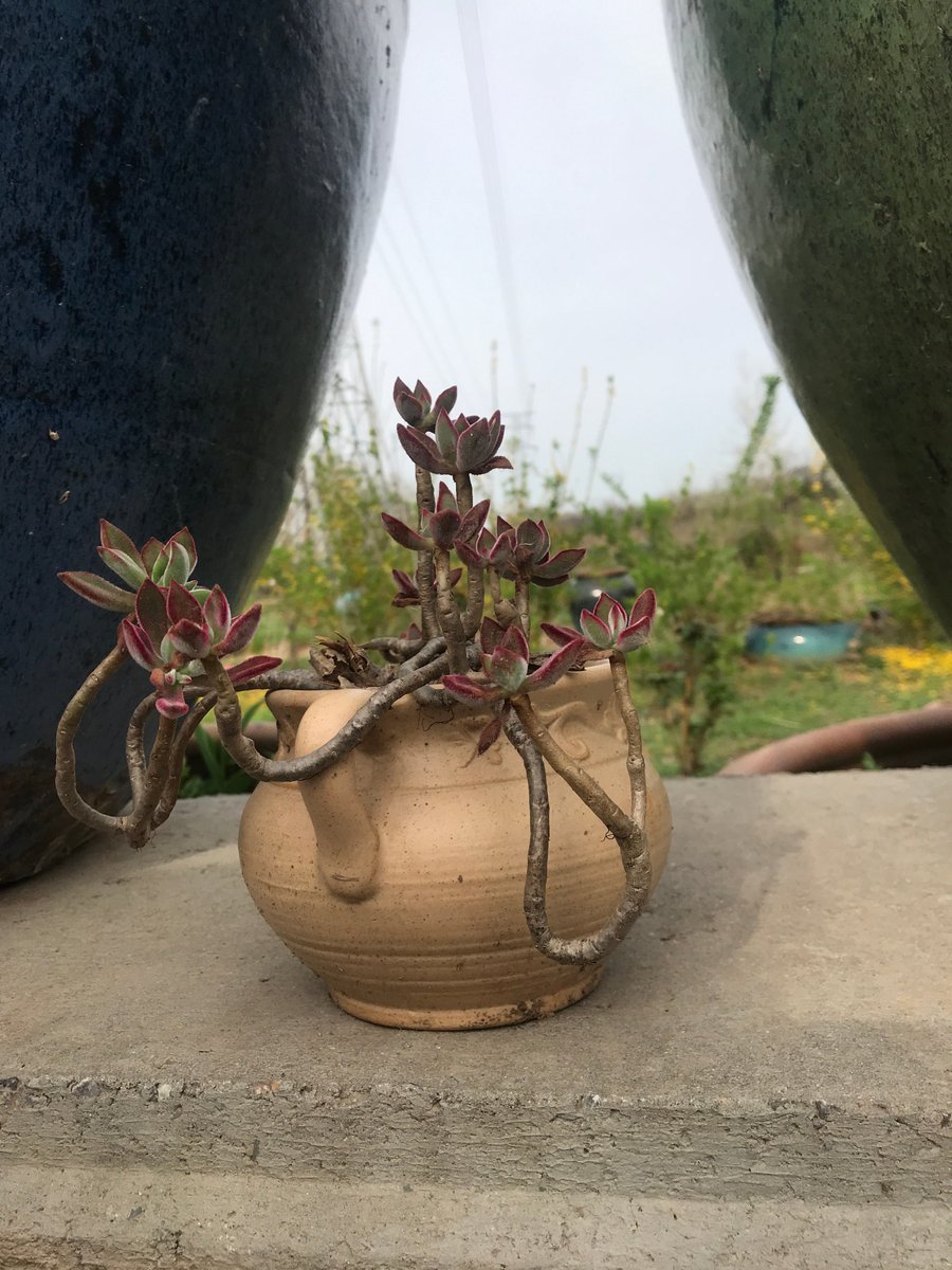 ProgressOnyeaso's tweet photo. Turn an old mason jar into a cute planter for your succulents—add some twine u0026 you’ve got a perfect desk decor upgrade!， https://t.co/vUSXlnVVgN