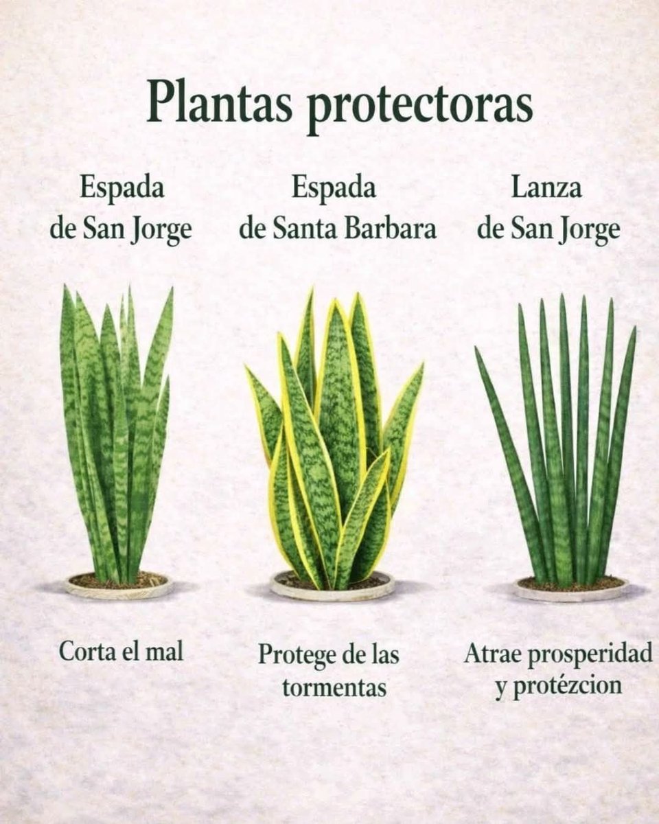 MartaCecilia36's tweet photo. Plantas protectoras: https://t.co/ckwVPqOCmc