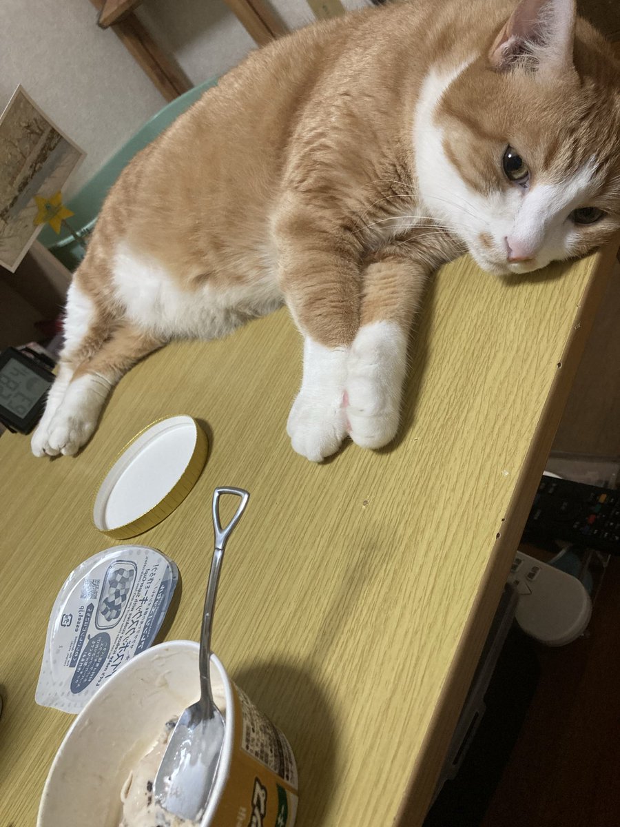 shasha_koko_'s tweet photo. アイス食べてたらテーブルの上に来て、「僕は全然興味ありませんけど？」って顔で寝だした https://t.co/LM9F6nYsJC