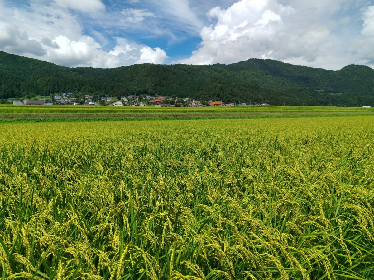 kabutozama's tweet photo. 酒米ひとごこち、穂が垂れてきました！
９月初めから刈り取り予定です。
#とざま #かまくらの里こしひかり #特別栽培米 
#酒米 #ひとご���ち 
#飯山市 https://t.co/m6mBUyYjYQ