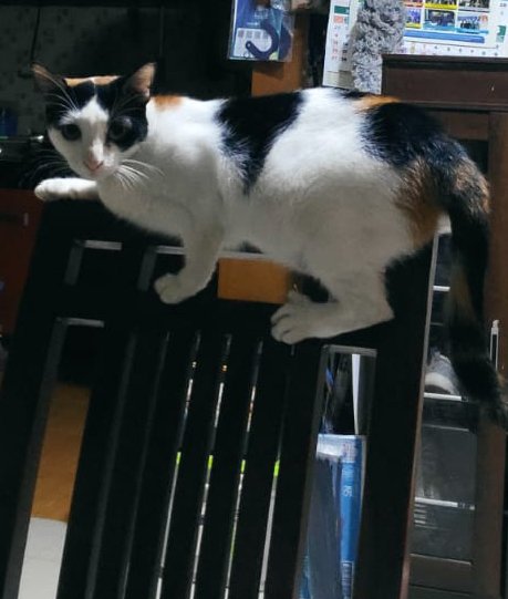 awastrid's tweet photo. Semoga kamu cepet nemu jalan pulang ya...
Sedih banget tiap nyiapin makan buat yang lain tapi kamu ga ada depan bowl kamu, nungguin kayak biasanya 💔💔💔 https://t.co/CmhcyFM8Gm