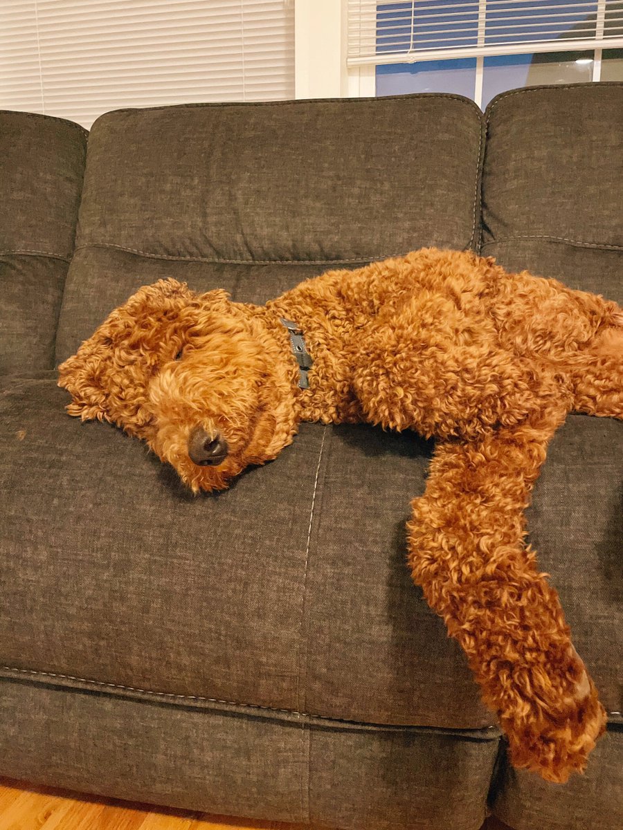 wolftime993's tweet photo. Every couch needs a snuggle buddy  My rescue pup’s turned boring nights into warm, fuzzy adventures—best decision I ever made! https://t.co/KQagUnanNh